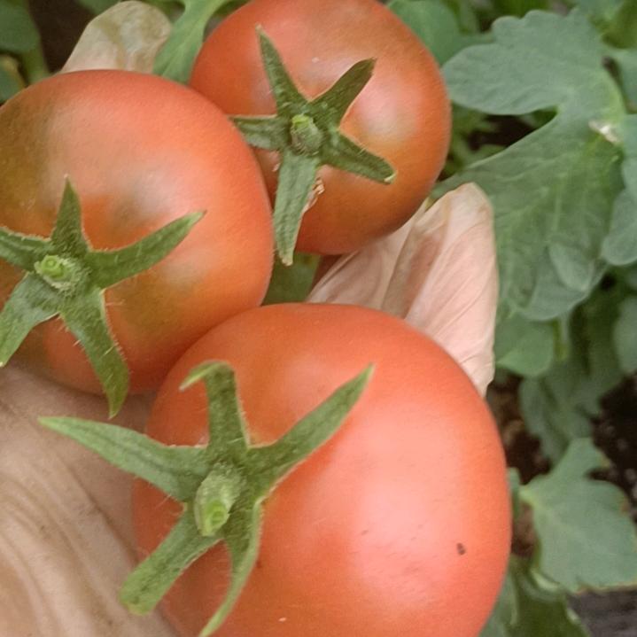 高青寨子云涛庄园西红柿