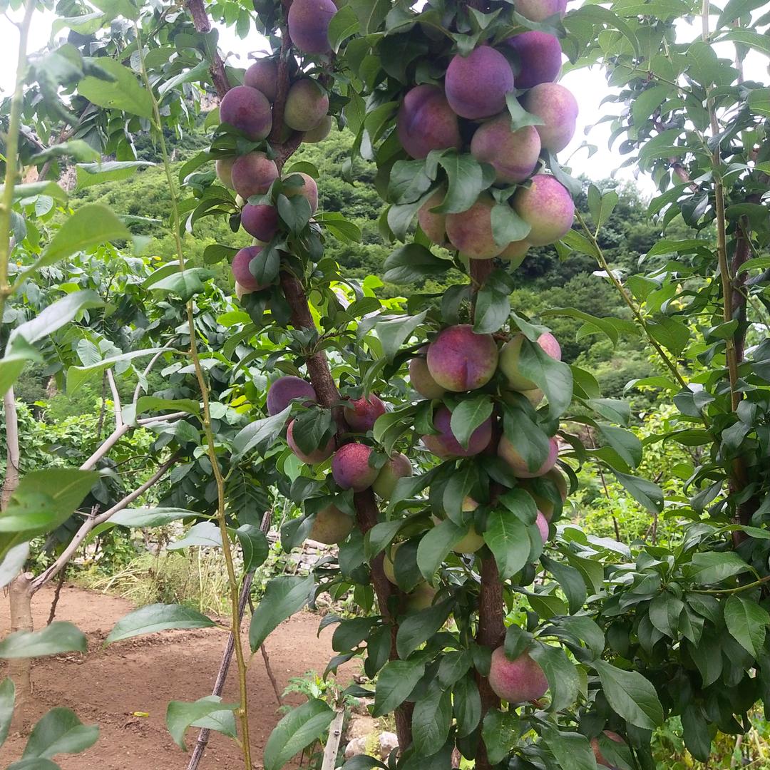 用户3203843021976平平安安