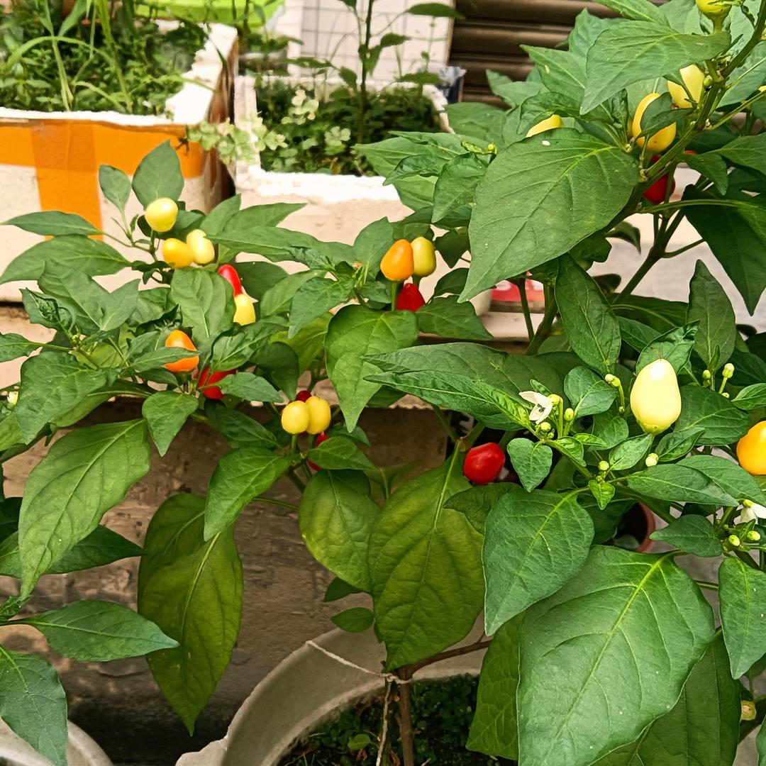 一如既往(●—●)