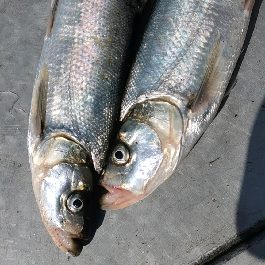 小寇水产农副产品经营。