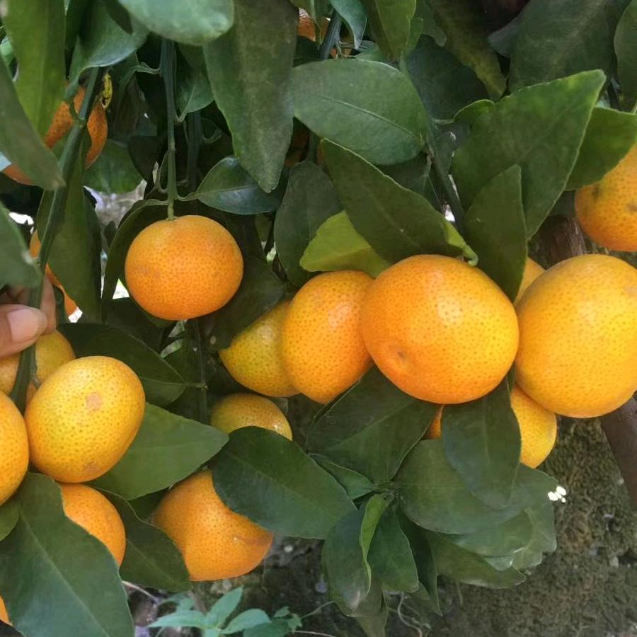 欧兴旭柑橘种植基地