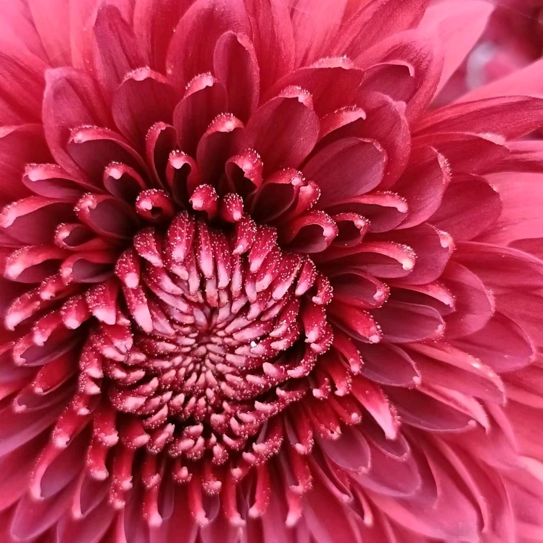 月嫂……善良的我