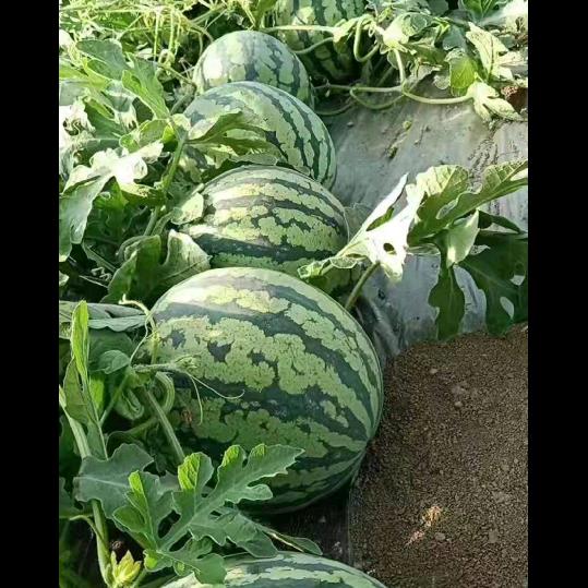A老表果业
