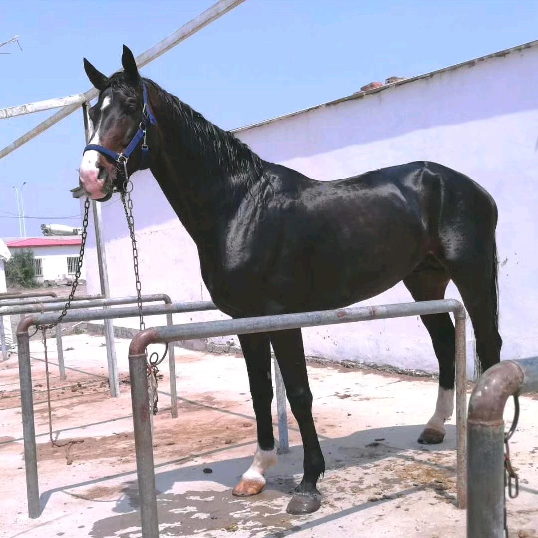 荣县牧歌马术庄园