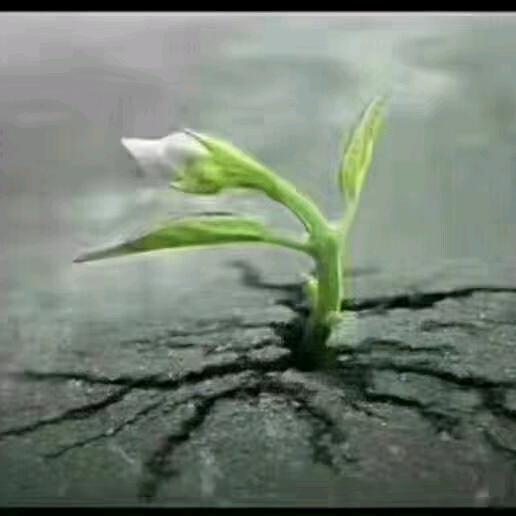 自立更生一颗苗