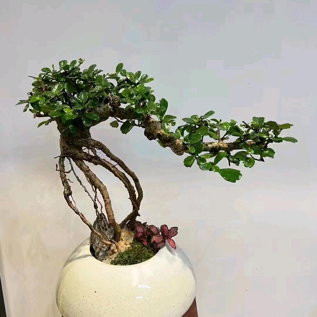 华南百货