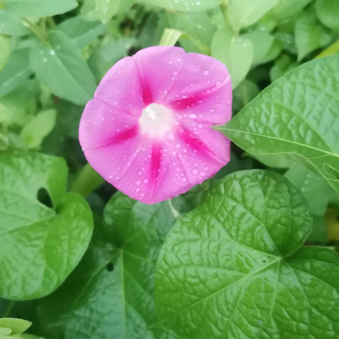 平安果果