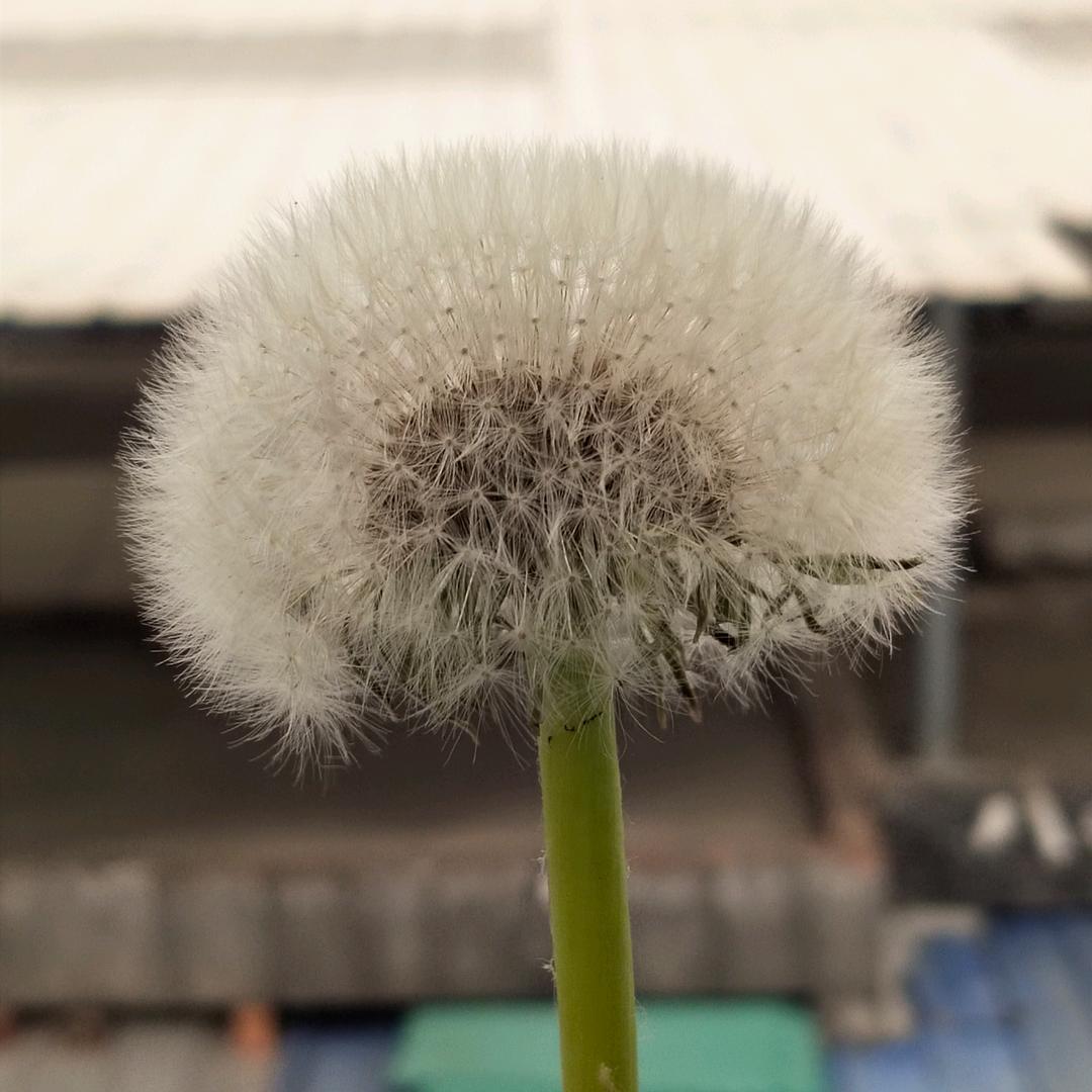 紫罗兰