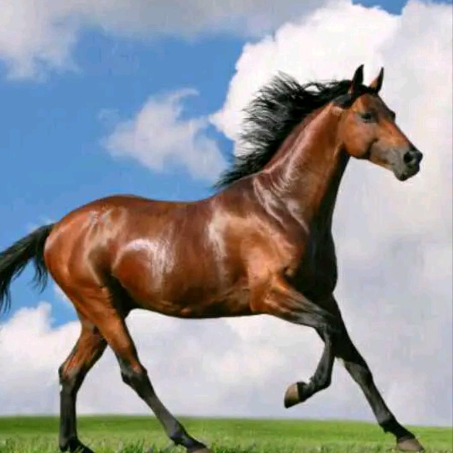 吴川上有好运轮胎店（上有）