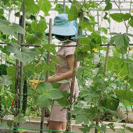 艾艾楼顶小菜园