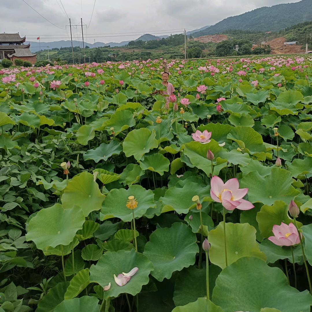 岚岚