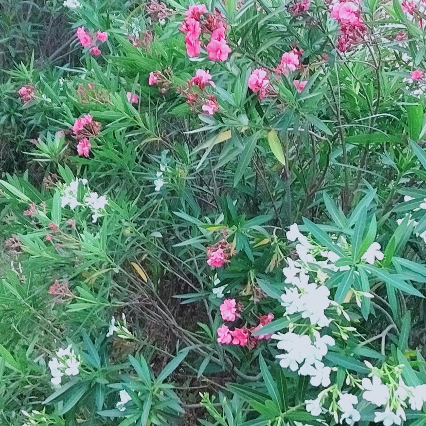 与梦同行