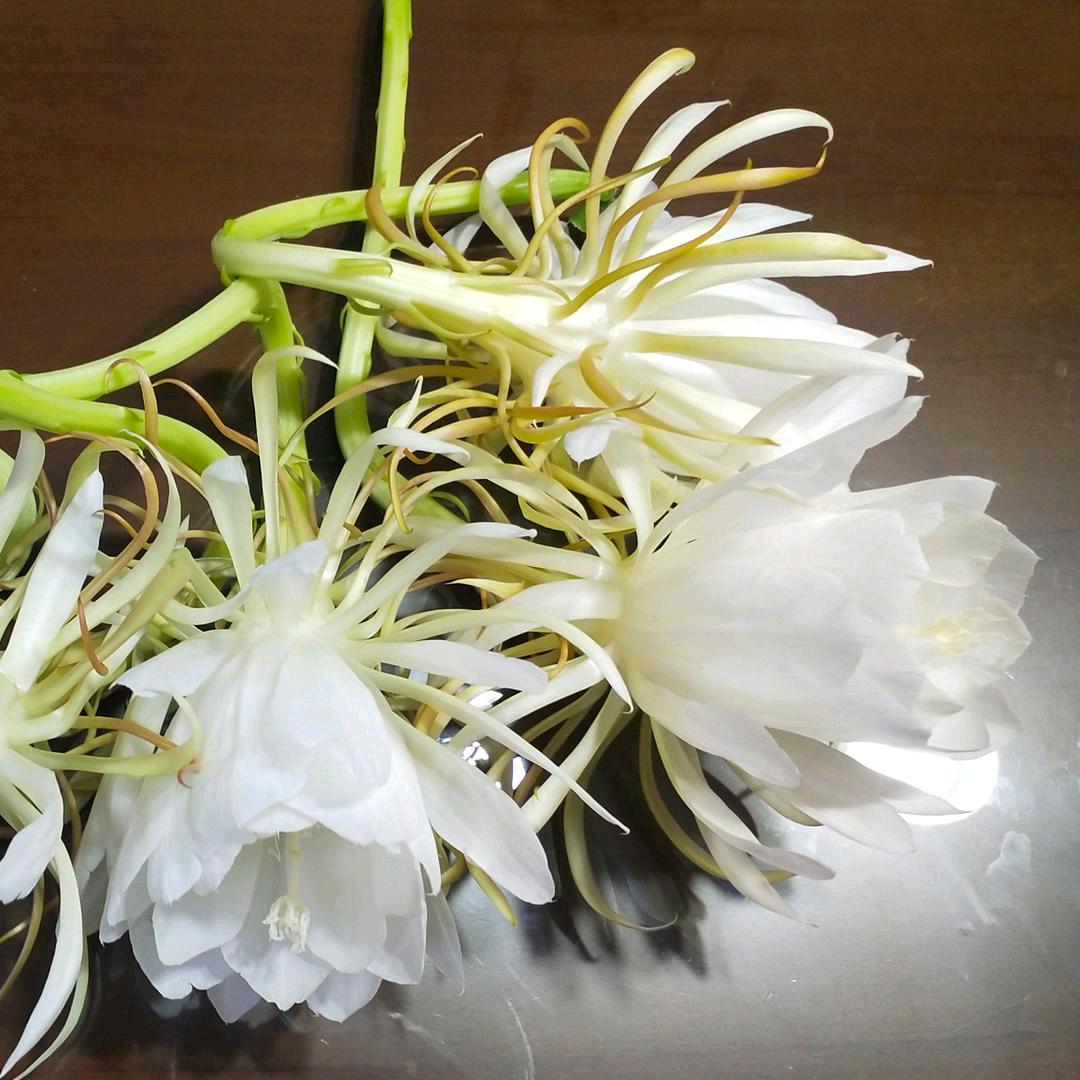 许金马