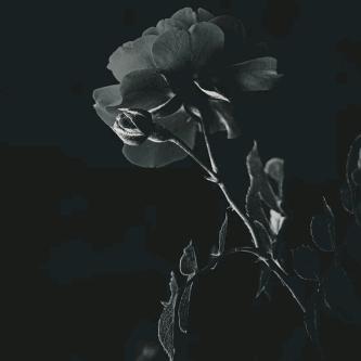 ꧁ༀൢ锄᭄ꦿ禾ൢༀ꧂