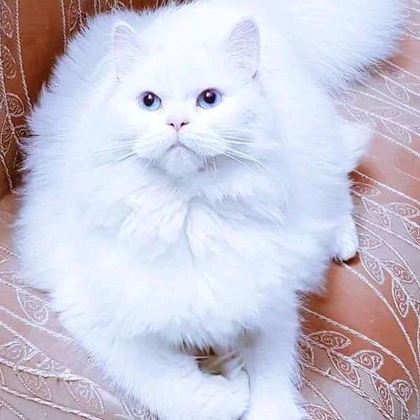 丹顶鹤