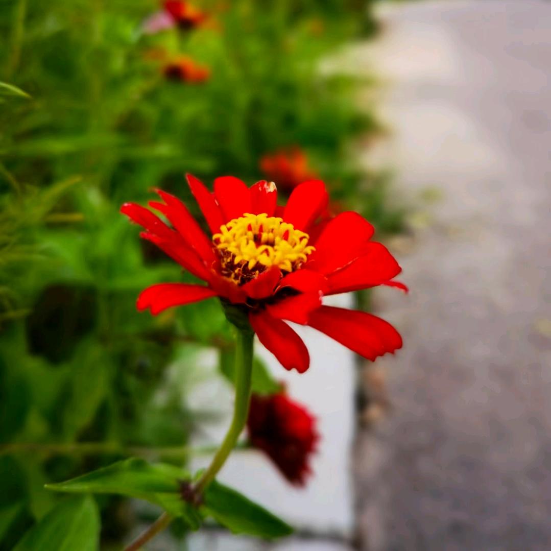 🌈陌上花开🌹🇨🇳🌈