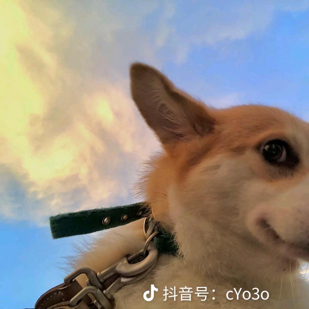 佩奇