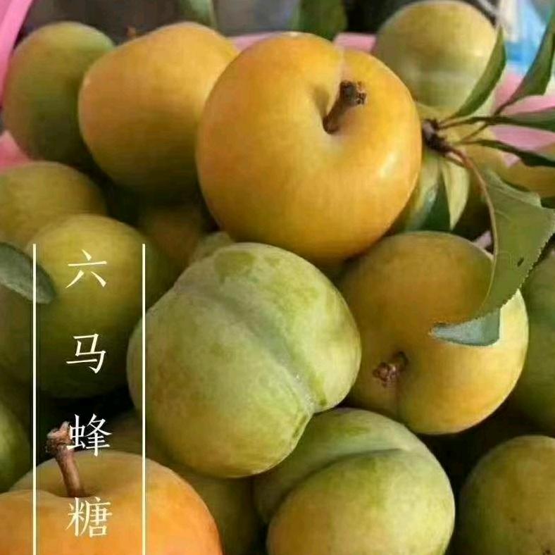 施少快