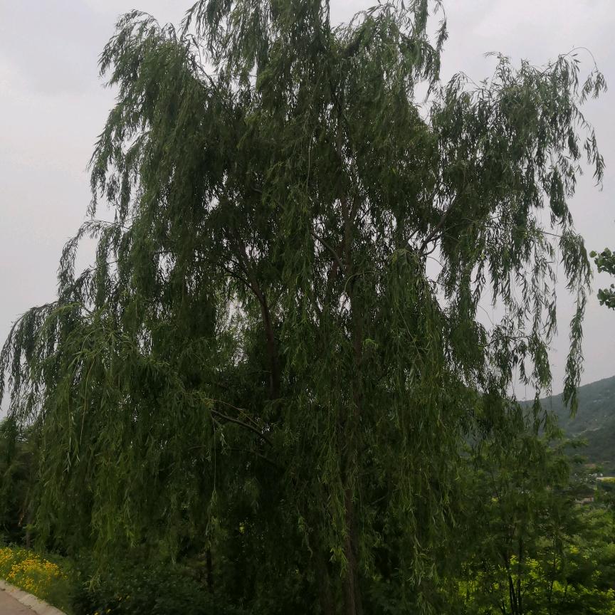 往后渝生