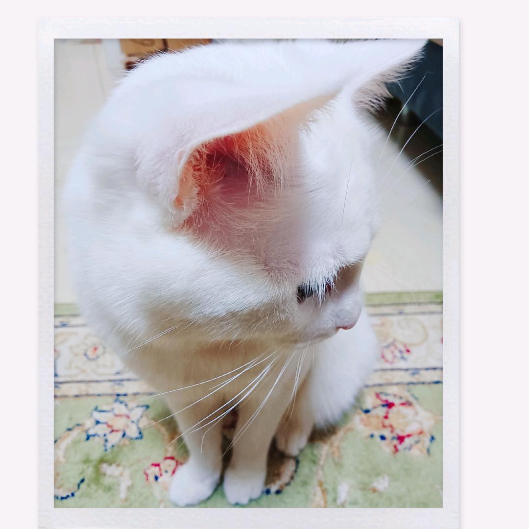 风一样自在🌴情