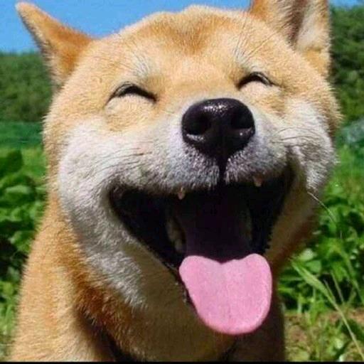 小的🍖