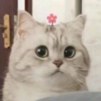 蒹   葭