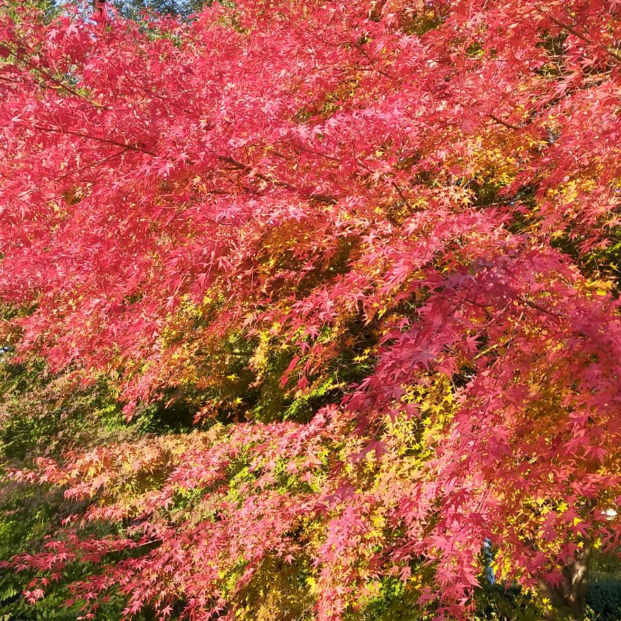 鸡爪槭籽播苗虎哥