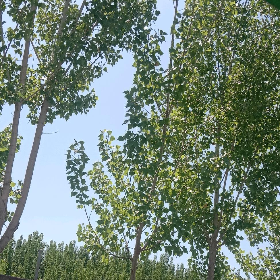 阳光。不锈