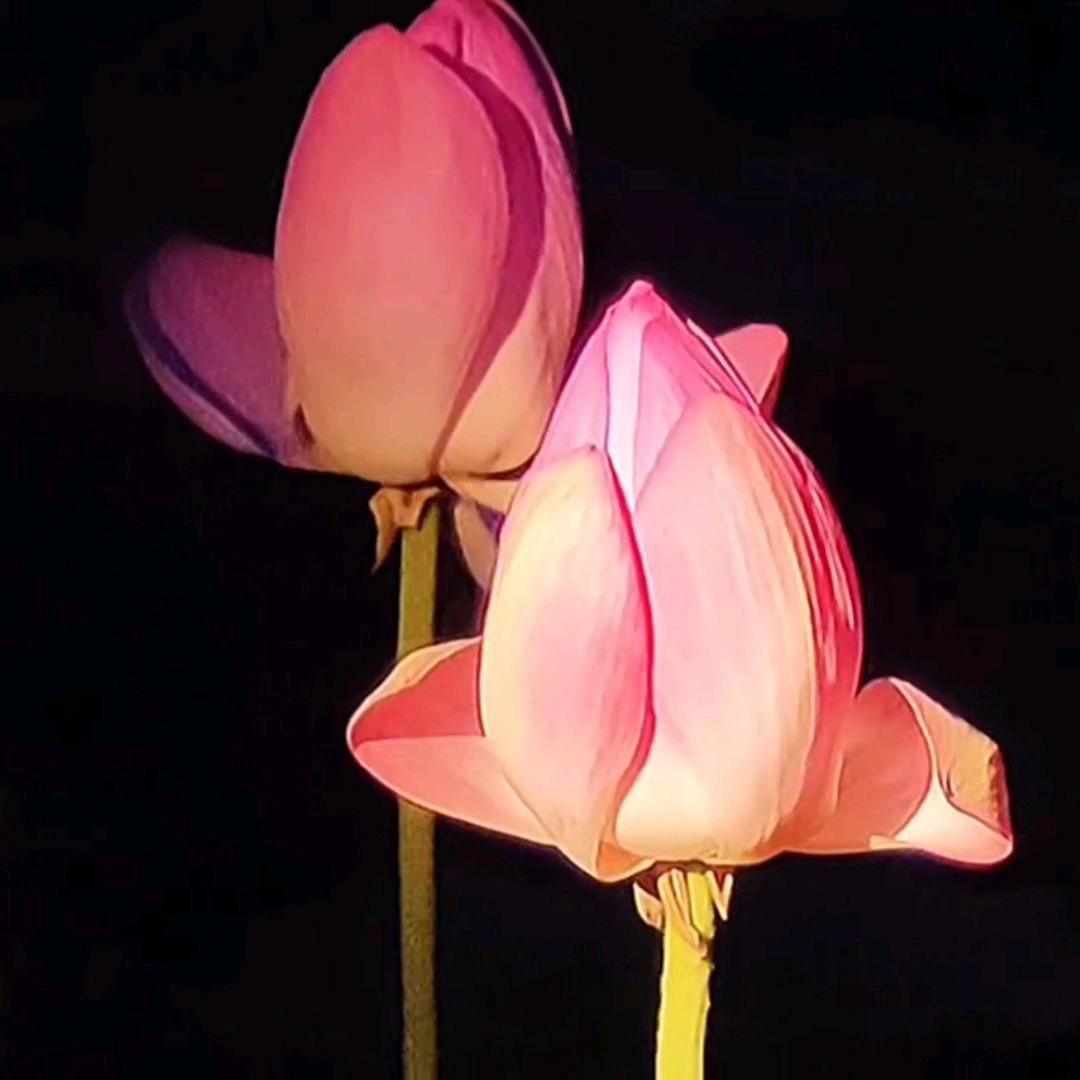 阿明·营口