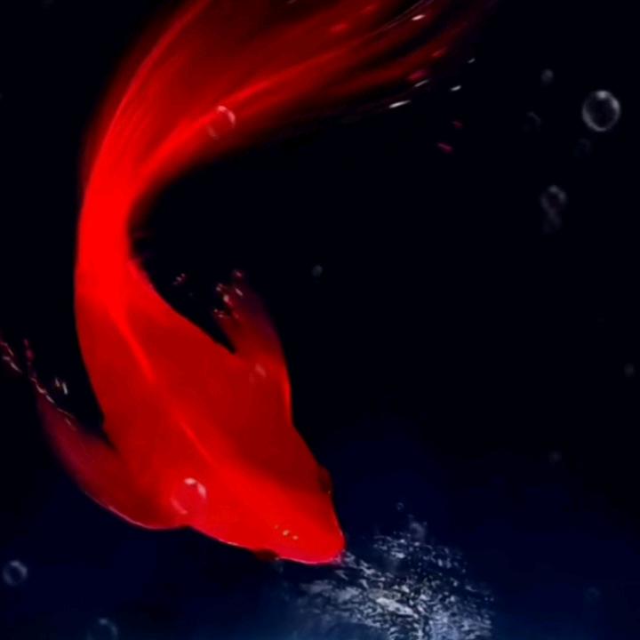 余鱼