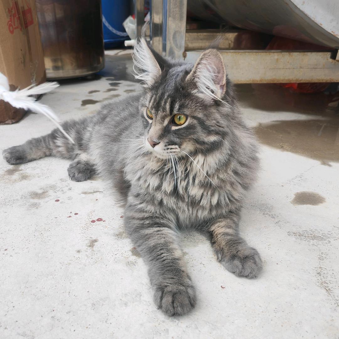 米修是只猫🐱