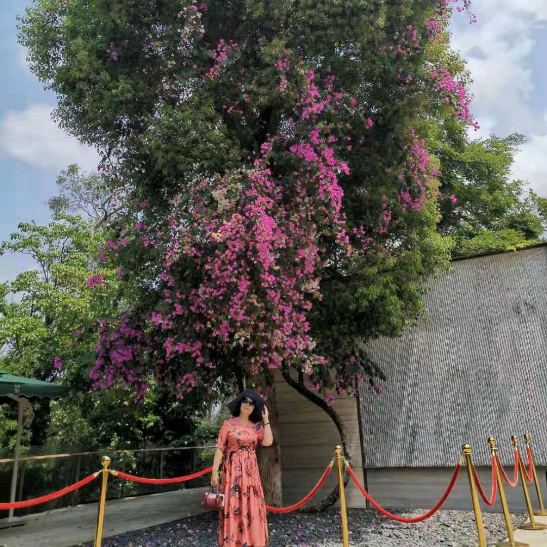 铿锵玫瑰
