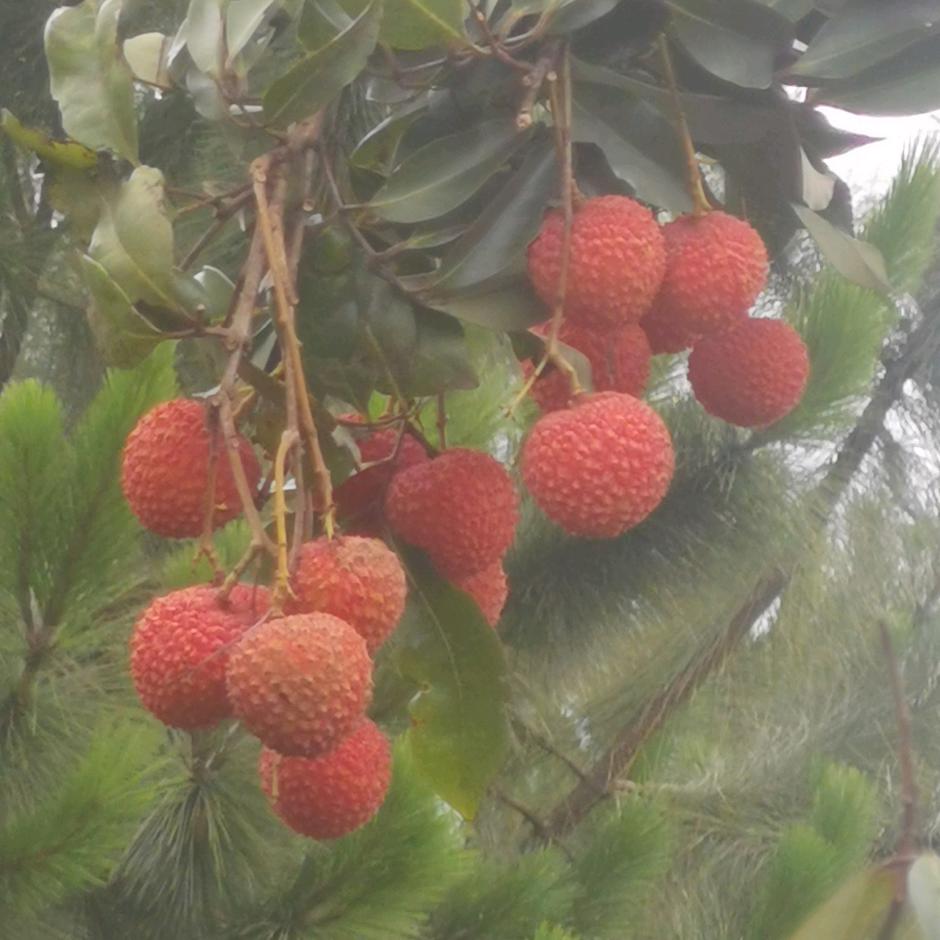 锦上添花花