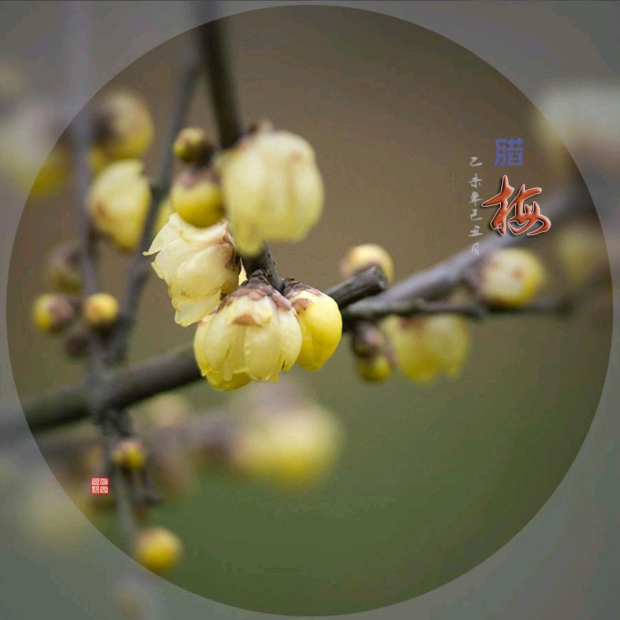 梅头像