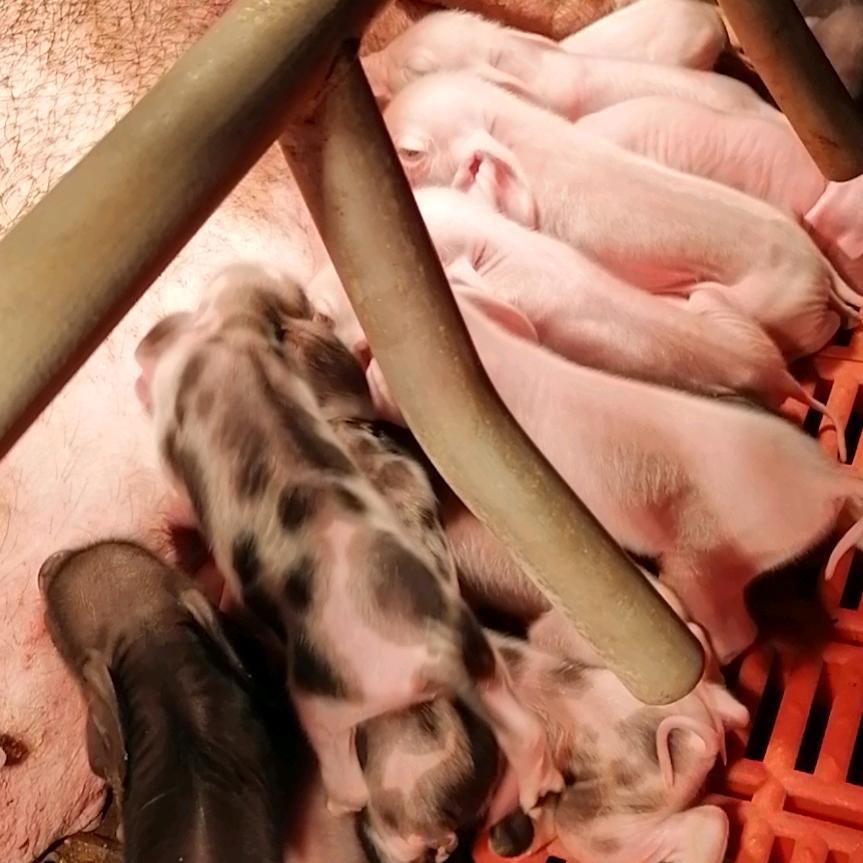 养猪🐷人