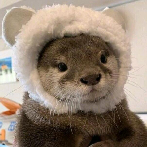 臭毛₍˄·͈༝·͈˄*₎◞ ̑̑