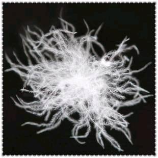 上海现场充绒定制鹅绒被（羽绒专家）