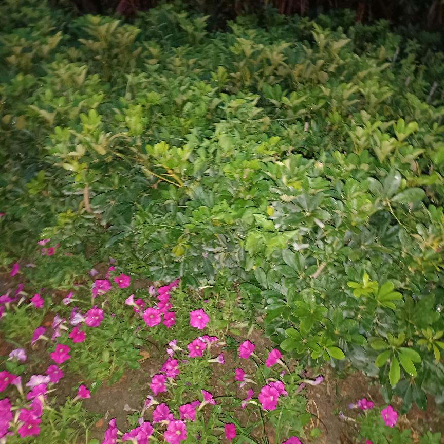 美丽的花园