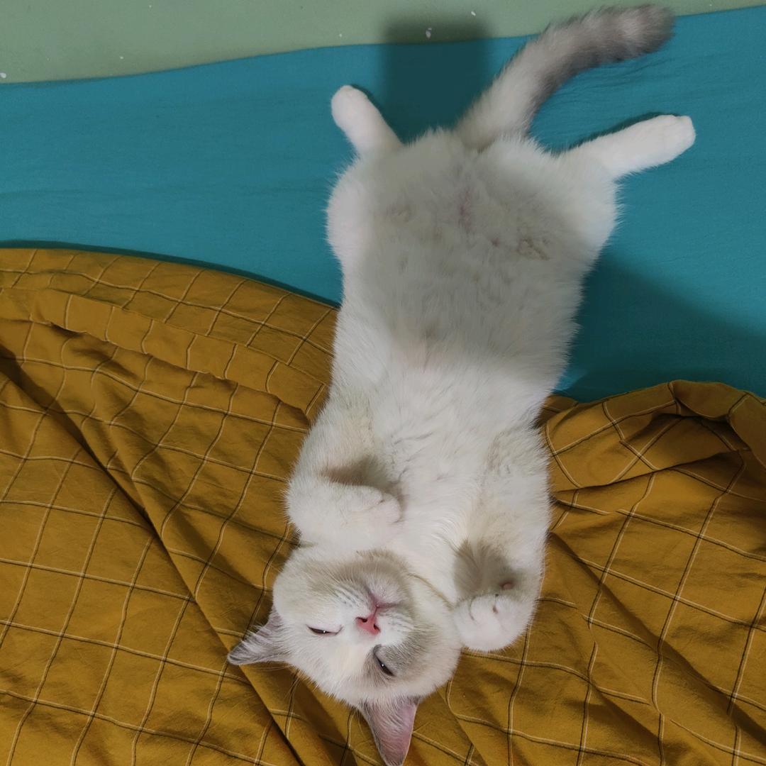 我养了一只猫