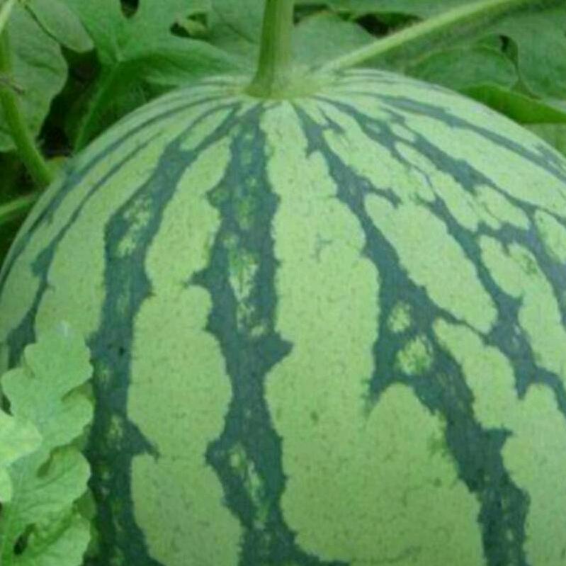 西瓜姐🍉🍉