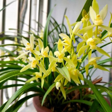 陈林菊