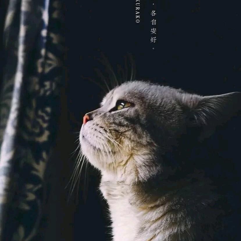 安如少年初如梦