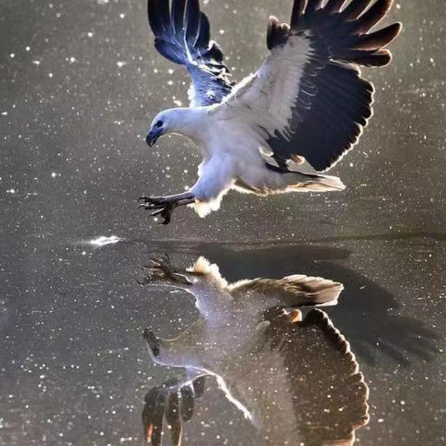 老鹰展翅。