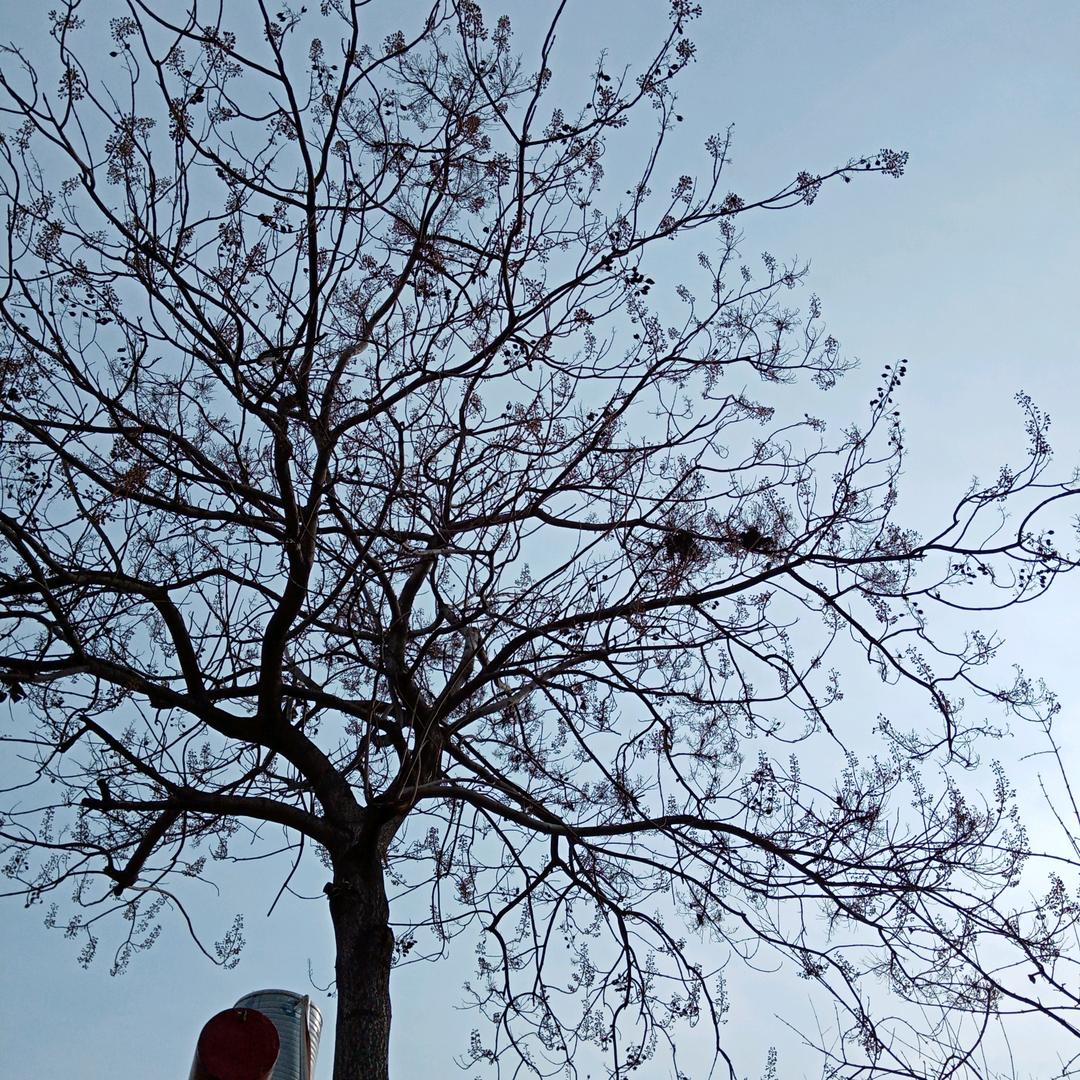 雪中桃花