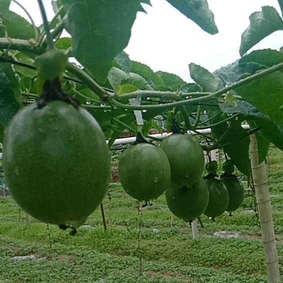 信丰星村裕隆百香果葡萄采摘园