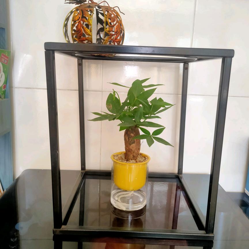 ঞ᭄💞幸运草🌿꧔