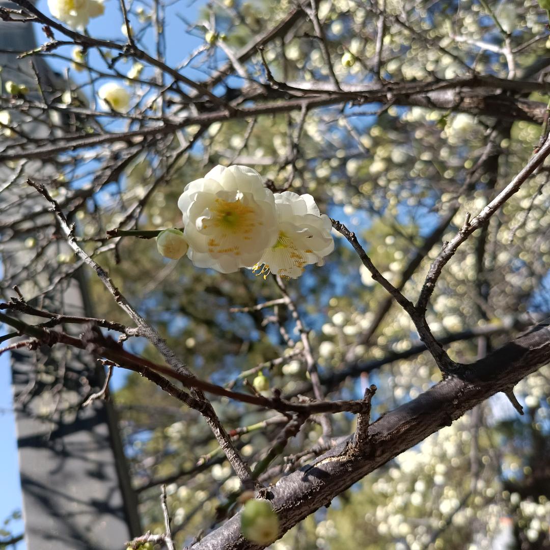 花花呀