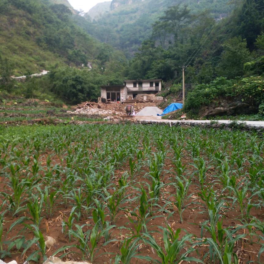 陆绿顺