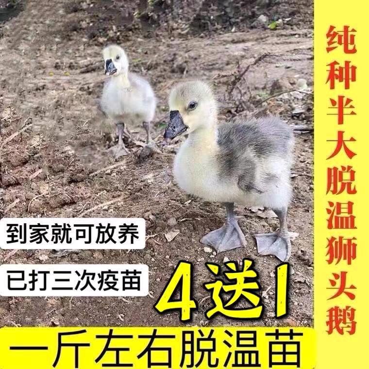 慢慢暴富就可以。