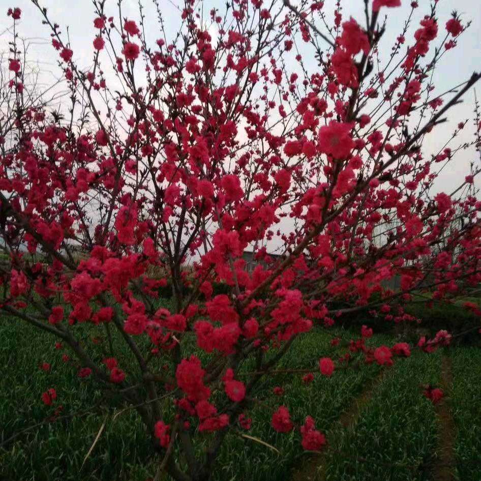 东平湖边